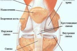 Анатомия коленного сустава мрт