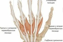 Анатомия кисти руки человека на русском